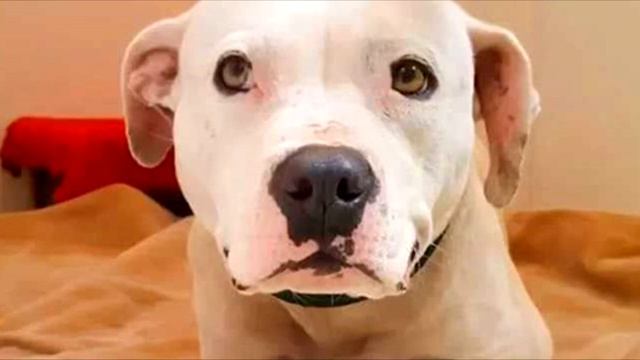 Она 5 лет была прикована за лапу Когда силы кончились, собака решилась на отчаянный поступок смотреть онлайн