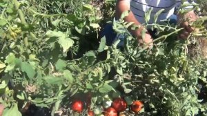 ТОМАТ ЛИНДА F1 - МОЩНЫЙ, ПЛОТНЫЙ, КРУПНЫЙ, УРОЖАЙНЫЙ