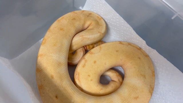 RAINBOW GENE UPDATE! 12-5-21 смотреть онлайн