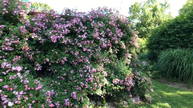 Review of Oso Easy ‘Fragrant Spreader’ Rose Shrub by Proven Winners смотреть онлайн