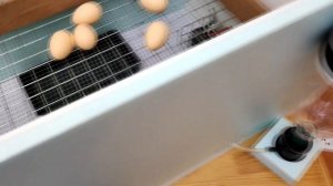 Инкубатор Матрица Вегас. Обзор. Советы новичкам