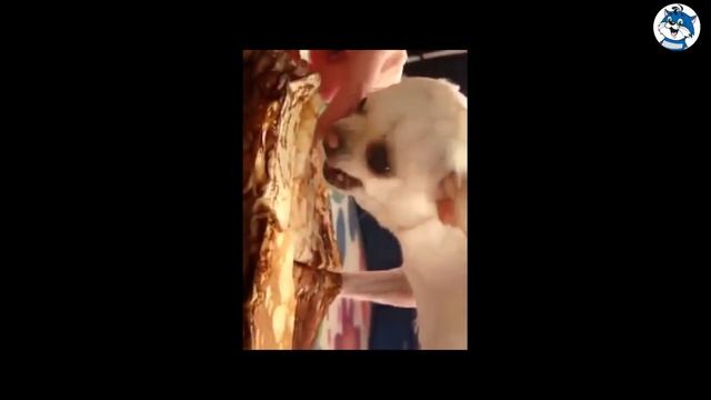 Смешные собаки Приколы про собак Funny Dogs 2017 #2 (Чихуахуа Chihuahua) смотреть онлайн