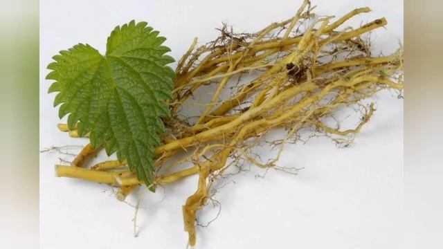 Крапива польза и вред смотреть онлайн