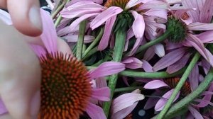 Заготавливаю эхинацею.