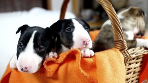 ПОРОДЫ СОБАК: БУЛЬТЕРЬЕР