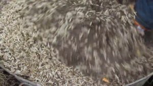 Посадка мордовника ,фацелия,донника.