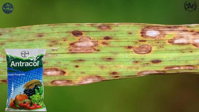 Antracol Byer | Antracol fungicide | Propineb 70% WP | Contact Fungicide #indianagripoint #Acoreli смотреть онлайн