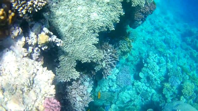 Дайвинг в Красном море. Египет. Шарм-Эль-Шейх. 2019 год. смотреть онлайн