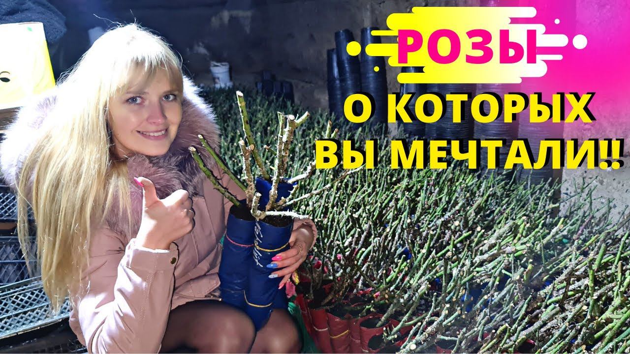 РОЗЫ о КОТОРЫХ ВСЕ МЕЧТАЮТ! Съездили В ПИТОМНИК, показываю САЖЕНЦЫ смотреть онлайн