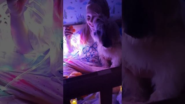 Можн уже ставить ёлку????? #дети #видео #приколы #алиса #семья #любовь #собака #новыйгод смотреть онлайн