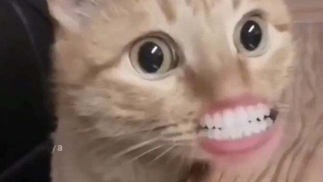 Я звезда а ты не звезда..не зись ничего страшного смотреть онлайн