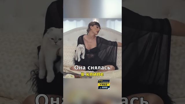 ?Как Кошка Тейлор Свифт Заработала $97млн? #shorts смотреть онлайн