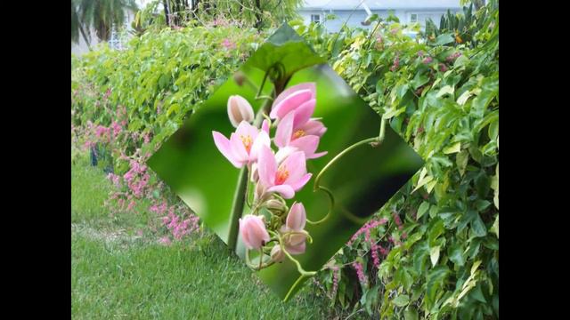 ЛЕПТОПУС (LEPTOPUS) сем. Молочайные смотреть онлайн