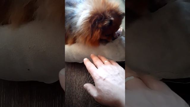 Шпиц злится смотреть онлайн