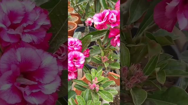 Beautiful Desert Rose. What a wonderful blessings by GOD😇 смотреть онлайн