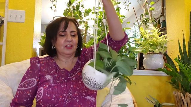 Todo Sobre Scindapsus Pictus, Scindapsus Pictus Exotica, Scindapsus Pictus Argyraeus Y Silvery Ann