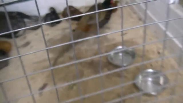 Мини Зоопарк, УТКА ДЕРЕТСЯ С ЭМУ, ЕНОТ СПИТ, Павлин, Фазан, Кролики, Хрюшки смотреть онлайн