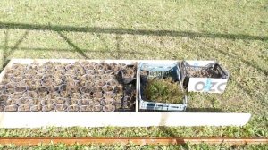 Выращивание туи из семян/Посев/Размножение туи семенами  Как размножить туи СМАРАГД