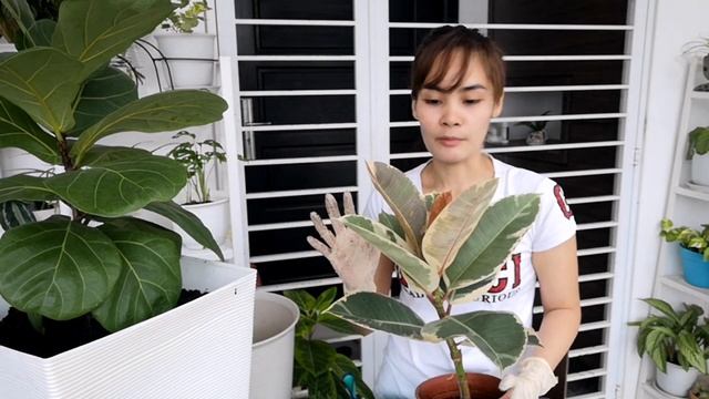 MY INDOOR TREE PLANT COLLECTIONS (repotting + prices comparison in myr to php) смотреть онлайн