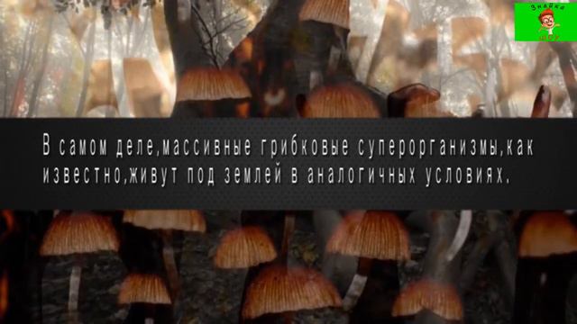 МИСТИКА!!! 5 жутких и загадочных мест,вещей и существ найденных людьми в лесу смотреть онлайн