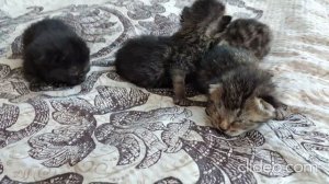 КОТЯТА родились! Как ВЫГЛЯДЯТ? А через неделю?