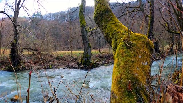 Уснуть за 10 минут под звуки горной реки и птения сибирских утренних птиц смотреть онлайн