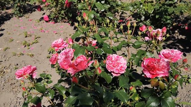 Роза Инес Састр смотреть онлайн