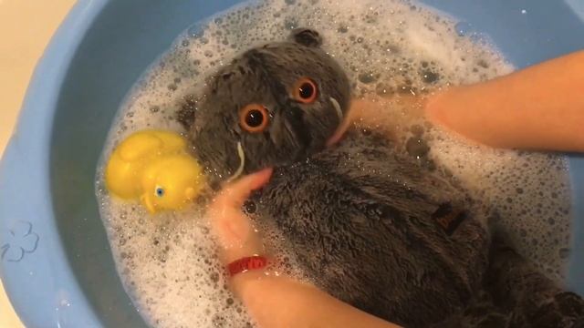 КАК ПОСТИРАТЬ БАСИКА? МОЙ БАСИК КУПАЕТСЯ! КАК ПРАВИЛЬНО СУШИТЬ БАСИКА ПОСЛЕ СТИРКИ? смотреть онлайн