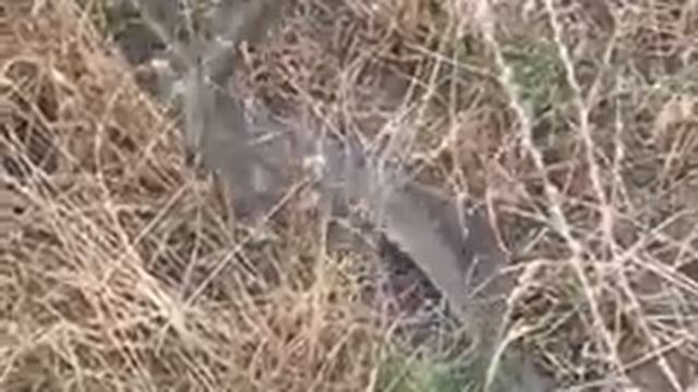 как любят змеи смотреть онлайн