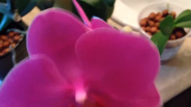 2014-09-02 - Another cool looking bloom on my Phalaenopsis! смотреть онлайн
