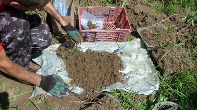 ВЫКАПЫВАЕМ ТЮЛЬПАНЫ ПОСАЖЕННЫЕ В КОРЗИНКАХ. смотреть онлайн