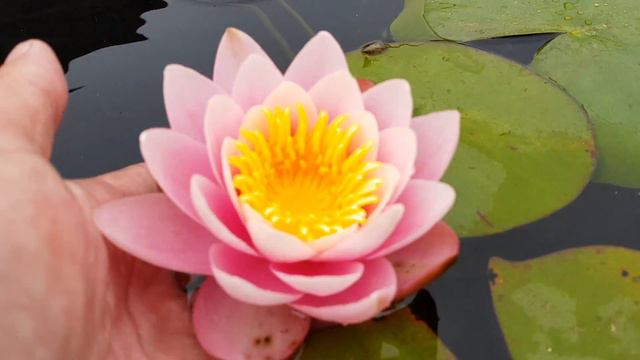 Нимфея Anna Epple (Nymphaea Anna Epple) смотреть онлайн