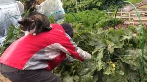 Что делать с БОТВОЙ КАРТОФЕЛЯ и ПОМИДОРОВ осенью?