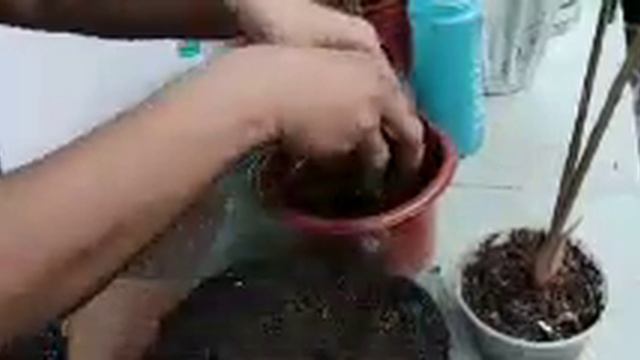 REPOTTING MOTHER ALOCASIA POLLY +TWO BABY'S ALOCASIA POLLY | PLANT COLLECTIONS @TESSHEART смотреть онлайн