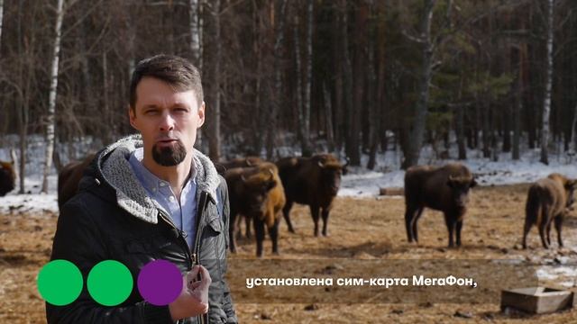 Как охраняют орловских зубров