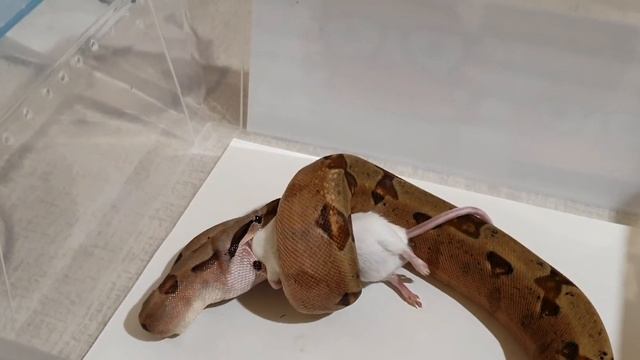 Кормление удава смотреть онлайн