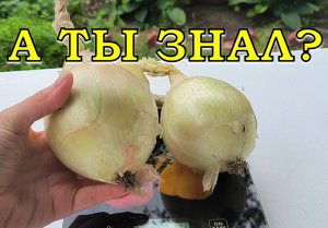 ЭКСИБИШЕН - лучший сорт ГИГАНТСКОГО ЛУКА💪💪💪