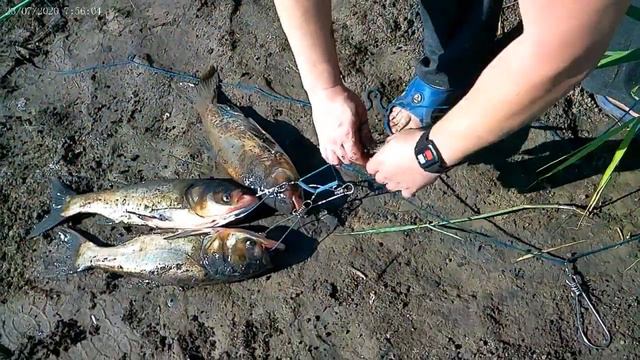 Ловля карпа и толстолоба на ставке.июль-2020год. смотреть онлайн