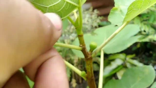 Mi árbol De Higos (el Acodo Aéreo Ya Tiene Bastantes Higos En Menos De 4 Meses)