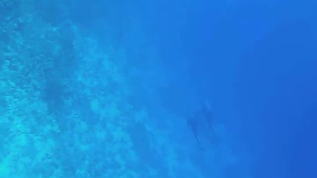 Дельфины. Отель Квин Шарм. Queen Sharm Resort 4*