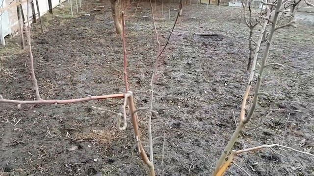 Первые работы в саду 2020 года. Обрезка яблони Симиренко смотреть онлайн