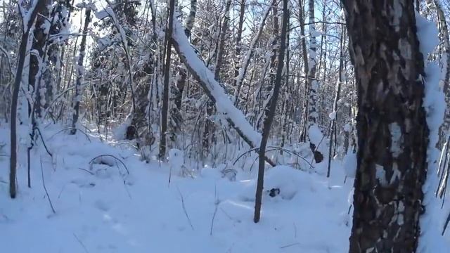 охота с русскими гончими на зайца .08. 01.22 смотреть онлайн