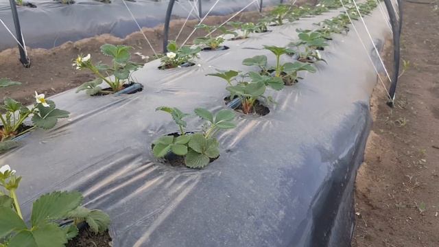 Обзор ранних сортов земляники Сирия, Ельвира, Набила, Гарда, Румба, Эми смотреть онлайн