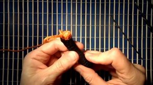 ? Лиса крючком - лапы ?