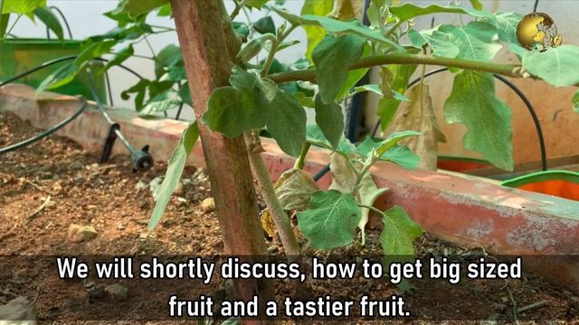 10 TRICKS TO GROW LOTS OF EGGPLANT | GROWING BRINJAL IN POTS смотреть онлайн
