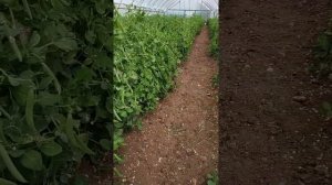 горох в теплице сезон 2021 завершение.