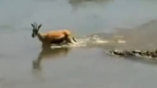 Этот Крокодил Пожалел Что Напал На Льва! Редкие сражения Животных Снятые На Камеру... смотреть онлайн