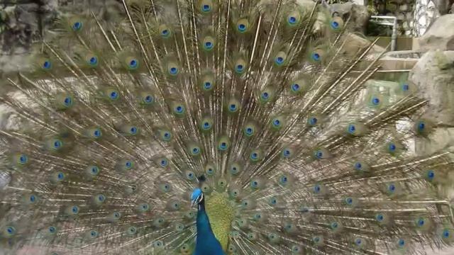 Visiting Kuala Lumpur Bird Park, Zoo in Kuala Lumpur, Malaysia смотреть онлайн