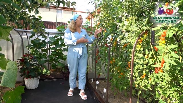 КАК УСКОРИТЬ СОЗРЕВАНИЕ ПЛОДОВ смотреть онлайн