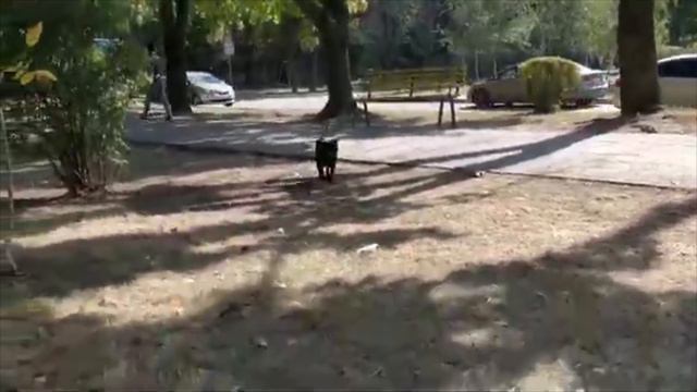 Мопс Банч берет барьер смотреть онлайн